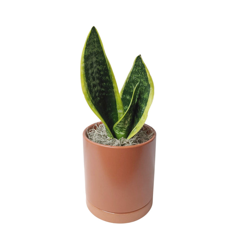 snake plant in a terracotta ceramic pot