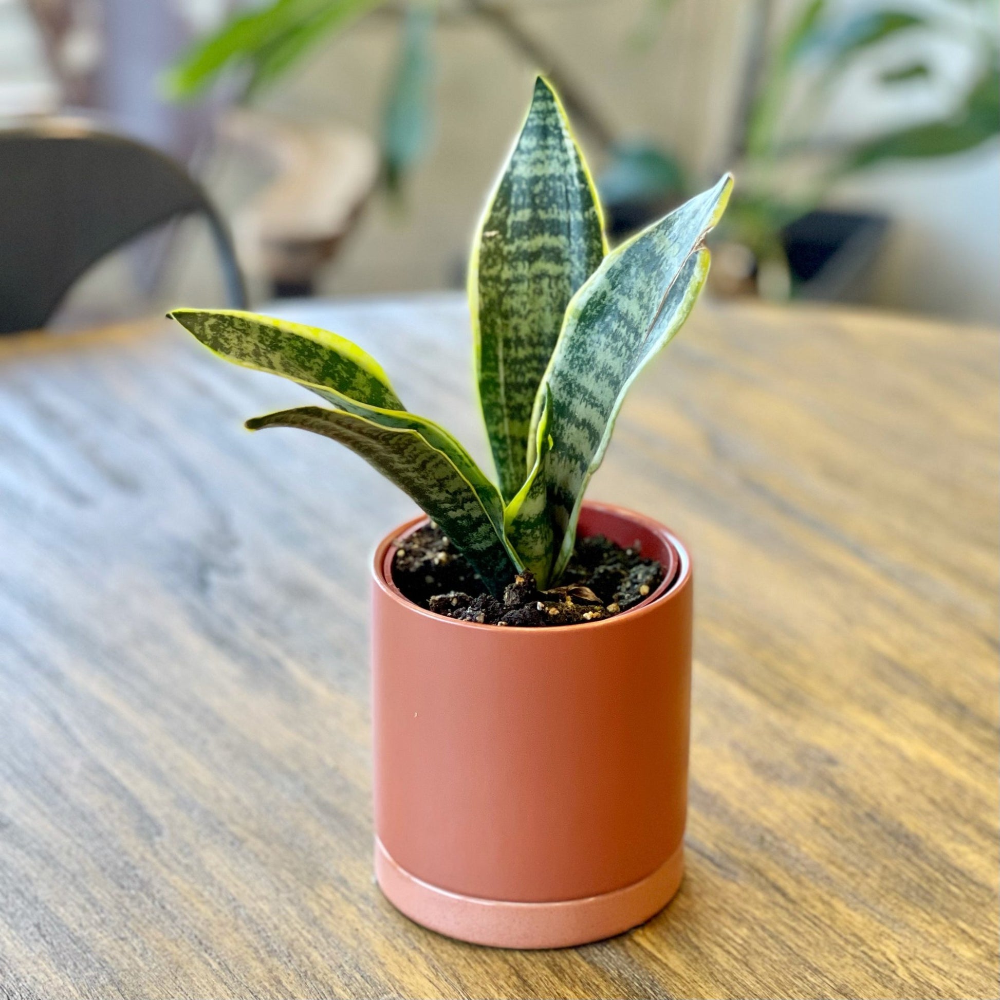 buy indoor snake plant Sansevieria