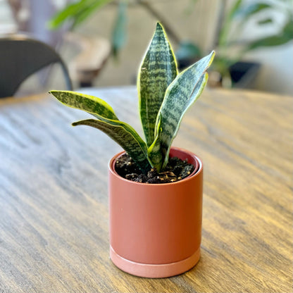 best pot for snake plant indoor Sansevieria