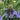 Scilla Peruviana (Peruvian Lily)