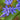 Blue Scilla Bifolia Flowers