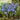 Scilla Bifolia Blue Flowers