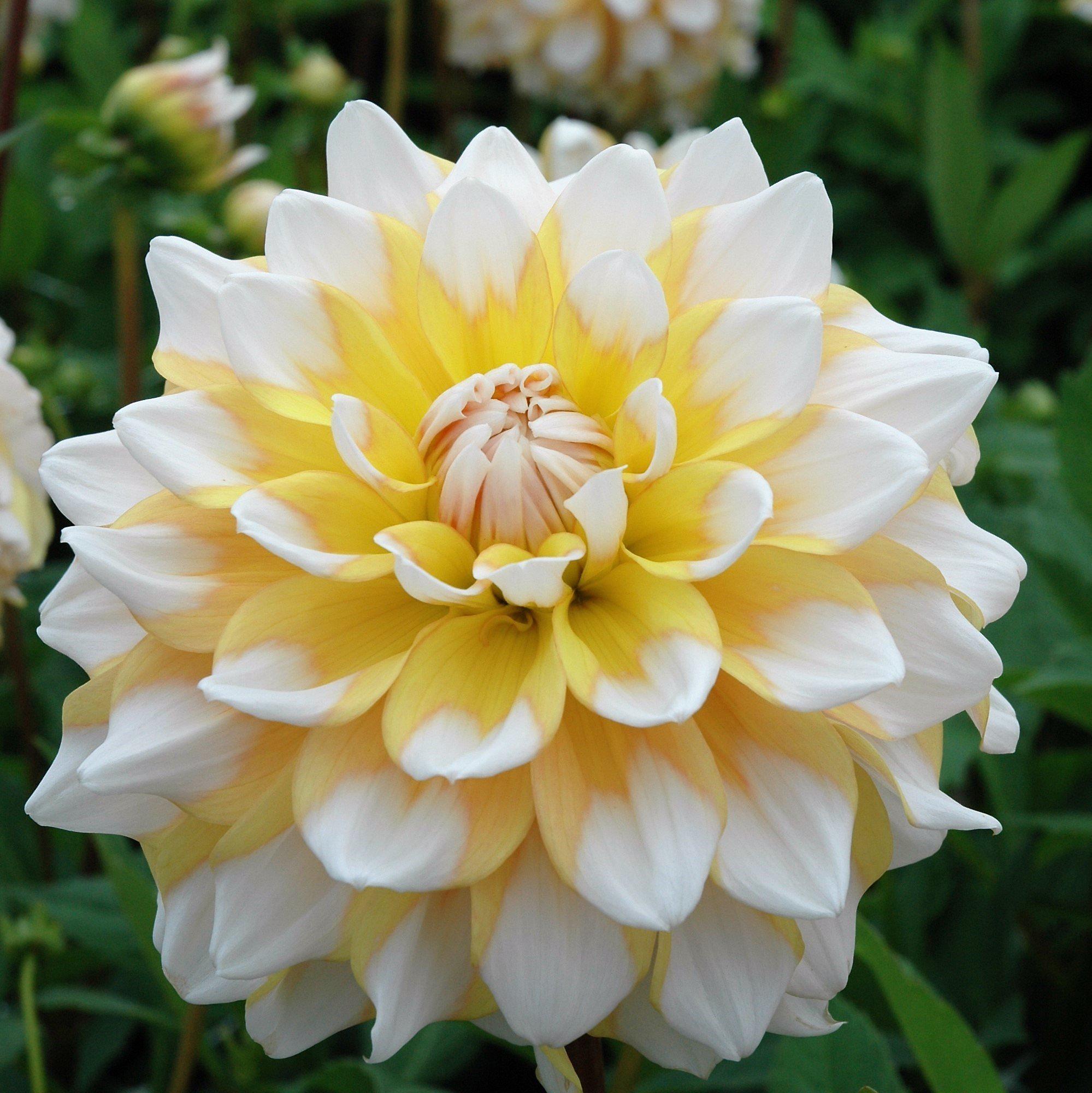 Dahlia - Seattle - Thumbnail 4