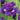 purple iris kaboom