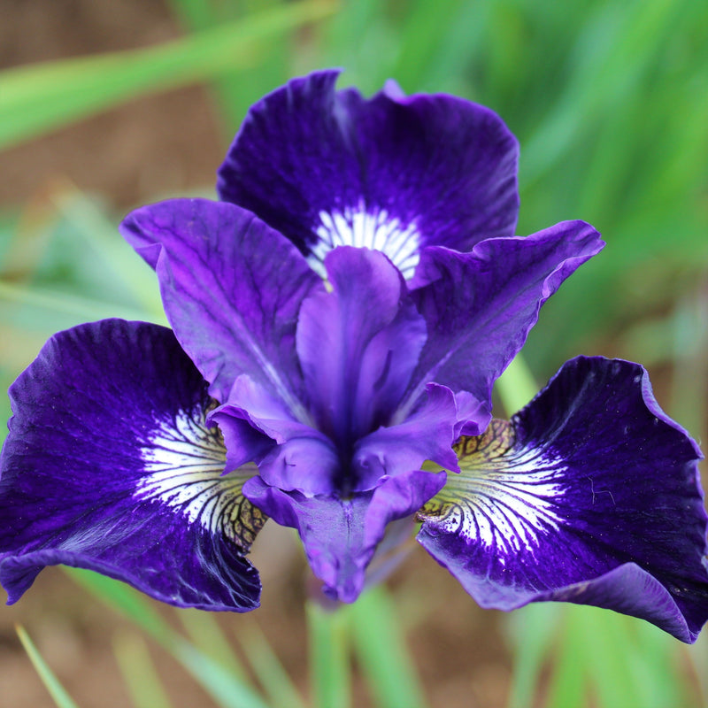 Deep Purple Siberian Iris