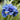 Siberian Iris - Concord Crush (Double)