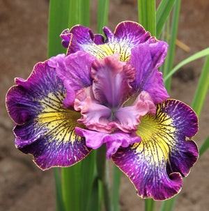 Siberian Iris - How Audacious (Double)