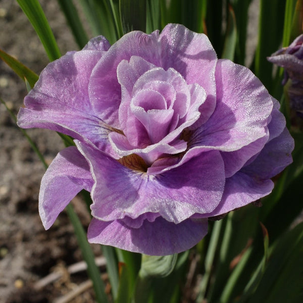 New Double Pink Siberian Iris Rhizomes For Sale | Pink Parfait