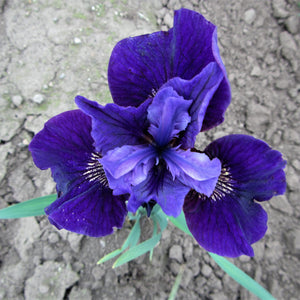 Ruffled Velvet is a rich violet with ruffles galore