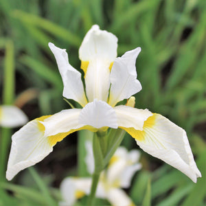 Regal white flowers of the "Snow Queen" Siberian Iris pop with a touch of golden yellow
