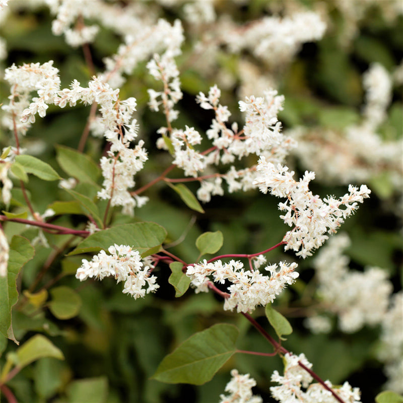 A Multitude of Tiny White Flowers on the Silver Lace Vine Plant