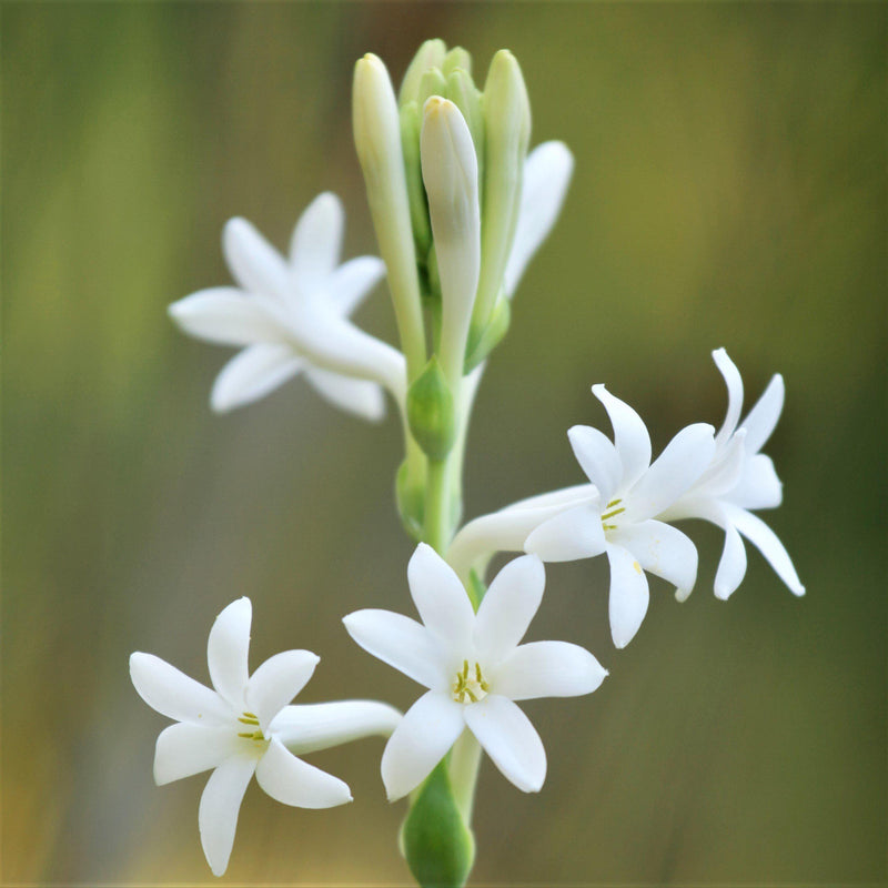 white tuberose flowers