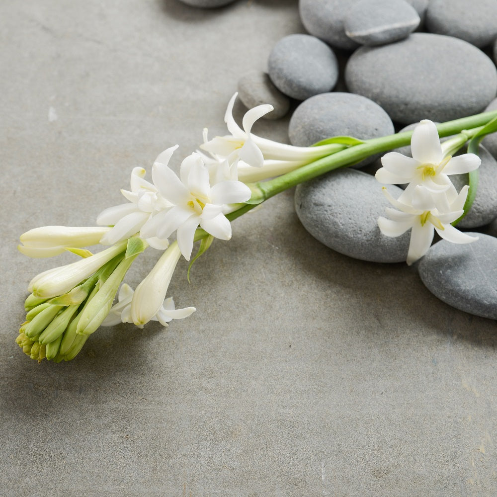tuberose flower seeds Fragrant White Tuberose Bulbs for Sale Online