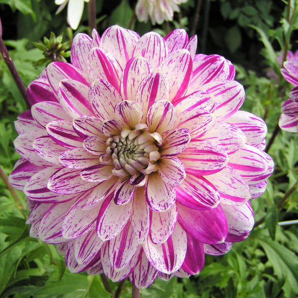 Streaked Pink Dinner Plate Dahlia Tubers for Sale Smokey Easy To