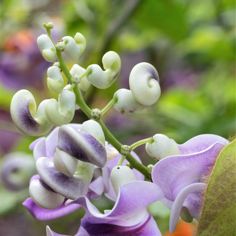 Closeup of corkscrew vine flowers
