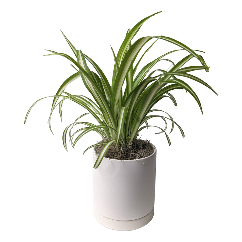 spider plant in a white ceramic pot