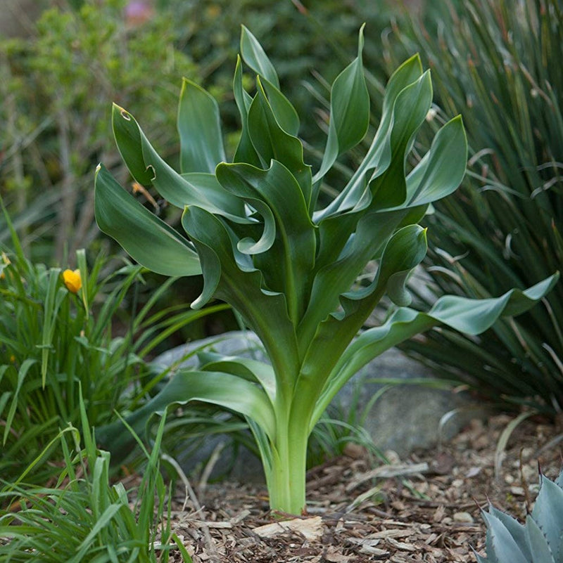 Petite giant squill plant in garden