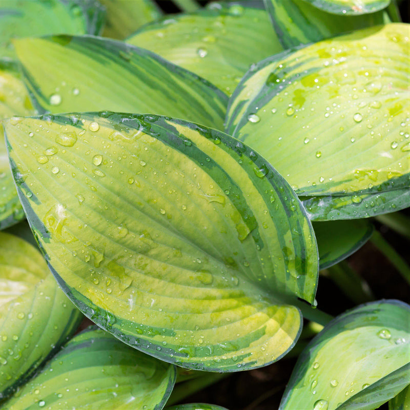 Hosta Stained Glass Leaves