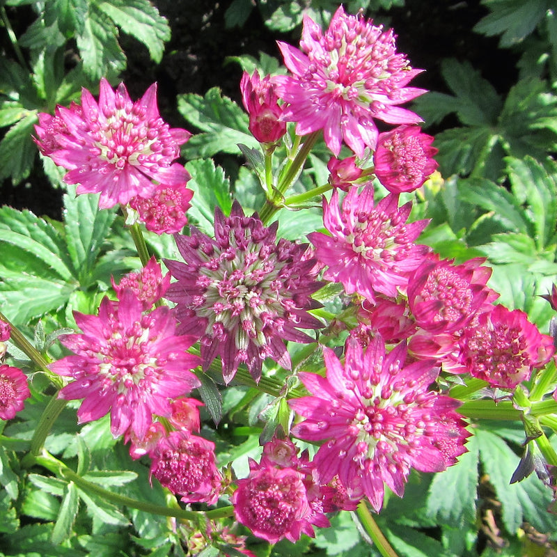 Multiple Pink Star of Beauty Astrantia