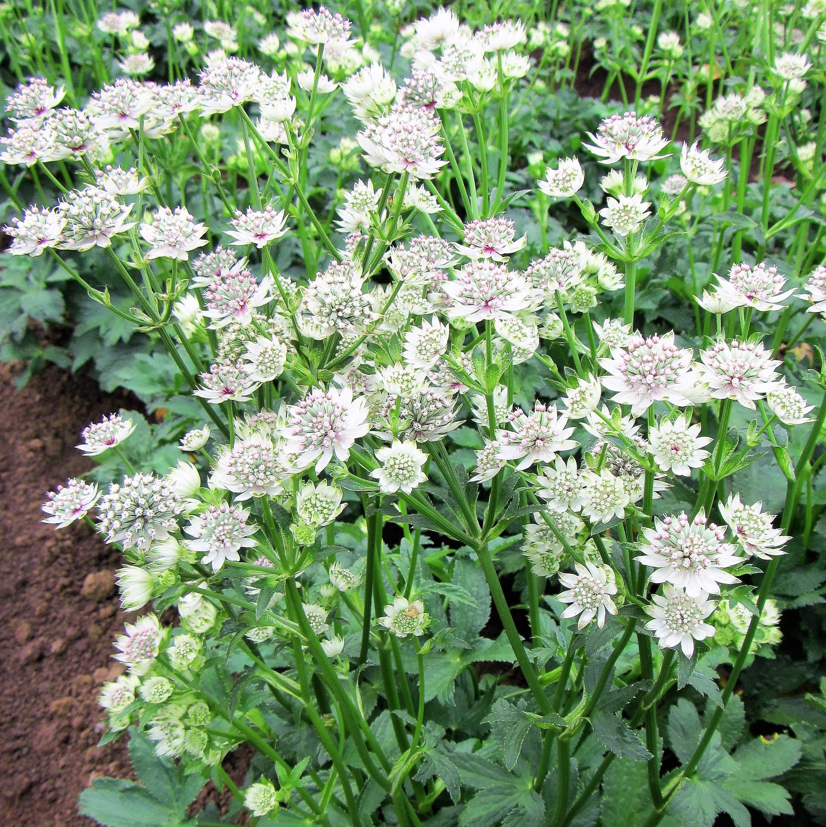 Astrantia - Star of Billions - Thumbnail 2