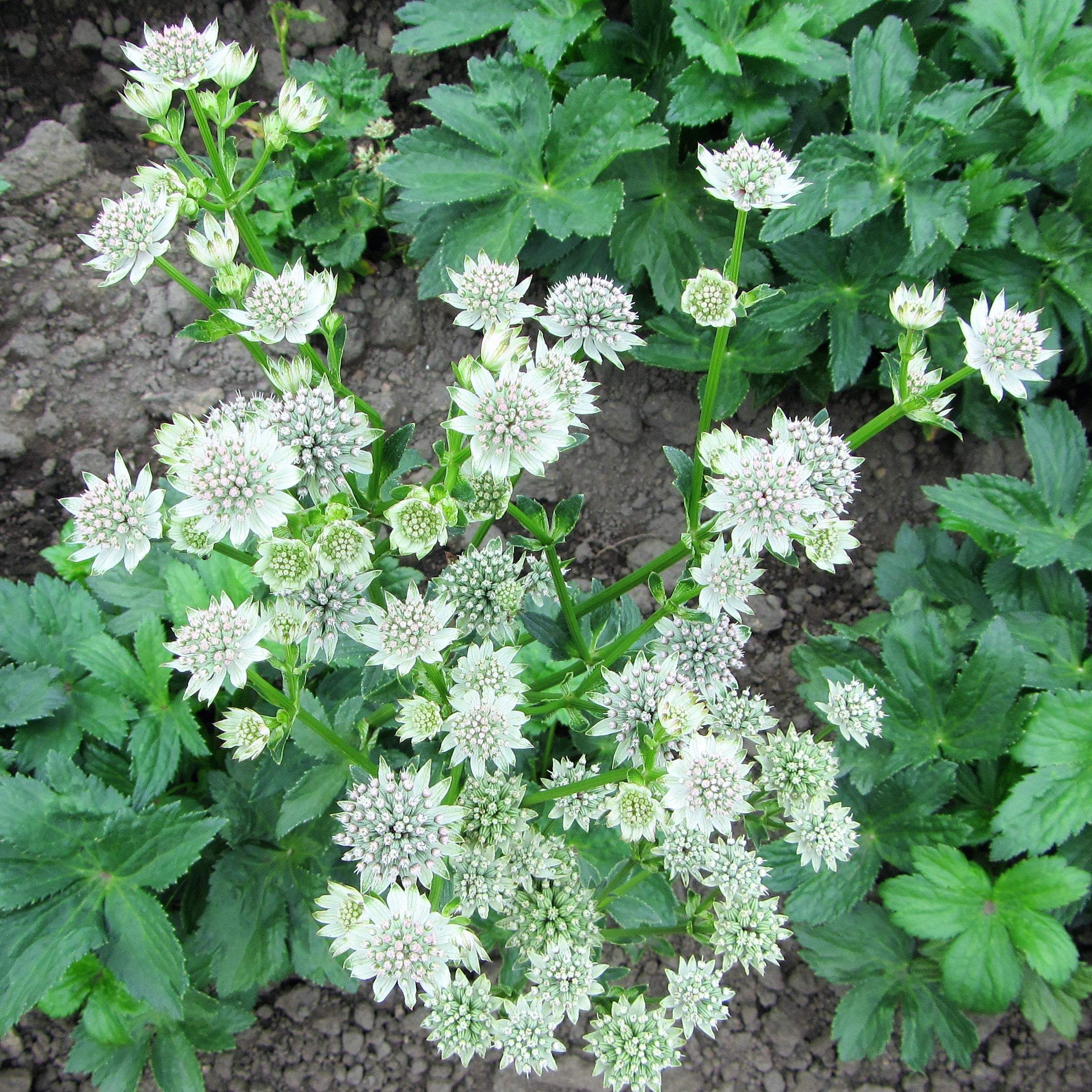 Astrantia - Star of Billions