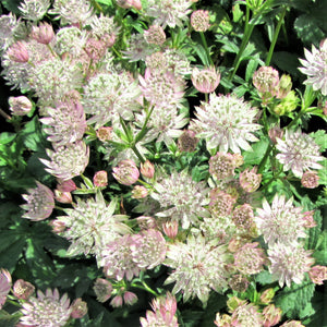 A huge group of white and soft pink astrantia star of royals
