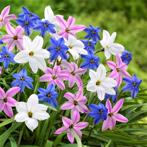 Pink, Blue, & White Starflowers