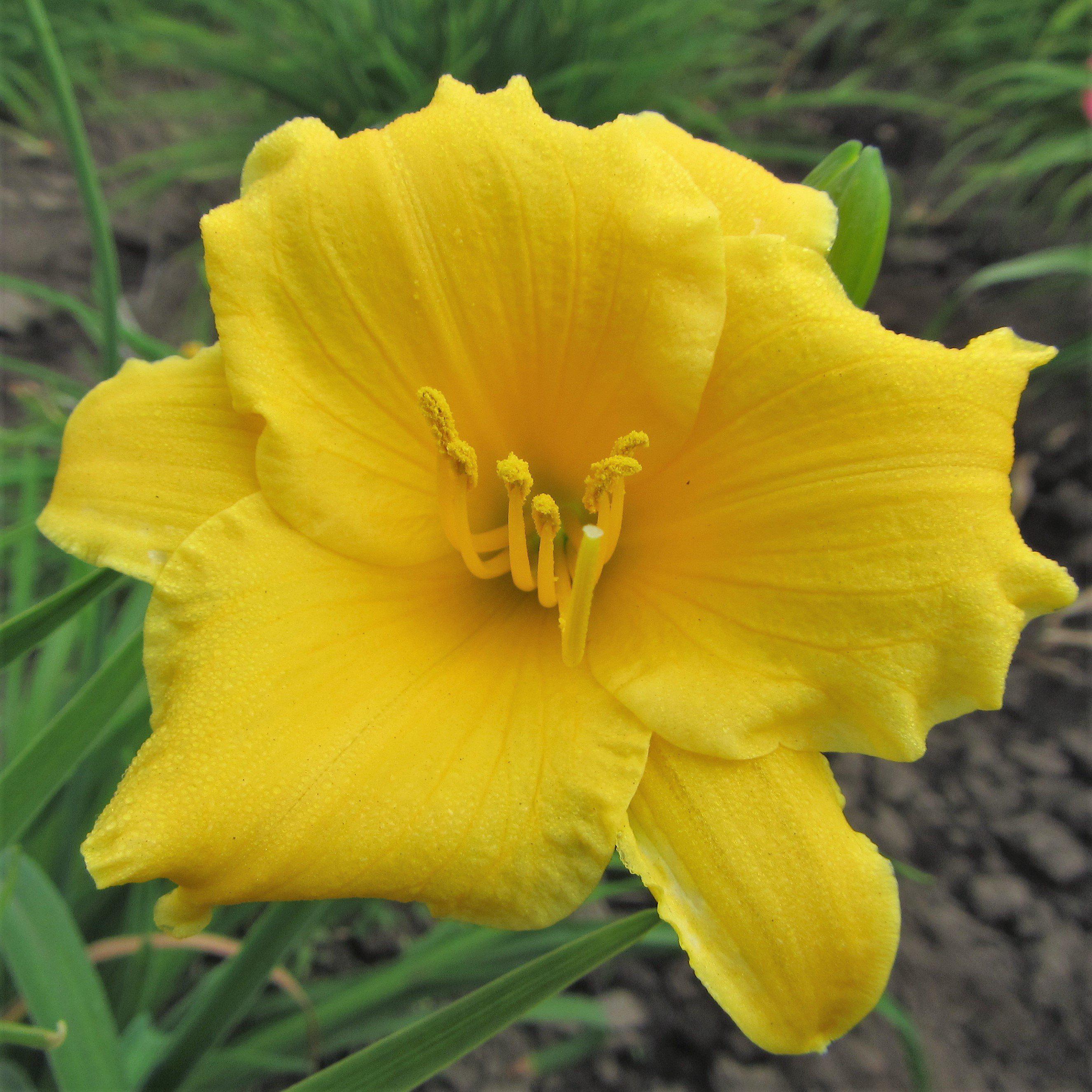 Easy to Grow Bulbs Daylily Stella De Oro