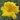 stella d'oro yellow flower