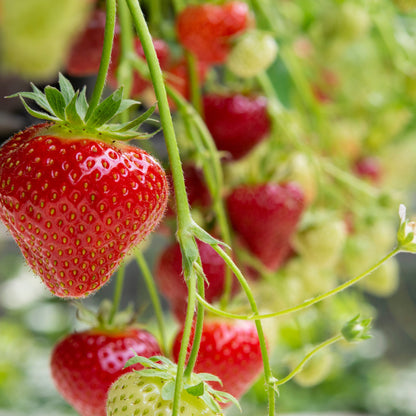 ozark beauty strawberry seeds for sale Strawberry Red Everbearing Plants