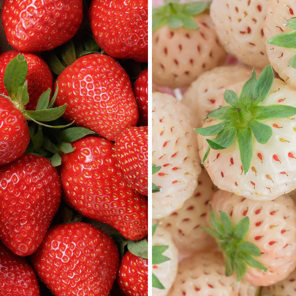 festival strawberry seeds Strawberry