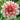 Dahlia Striped Duet Flower