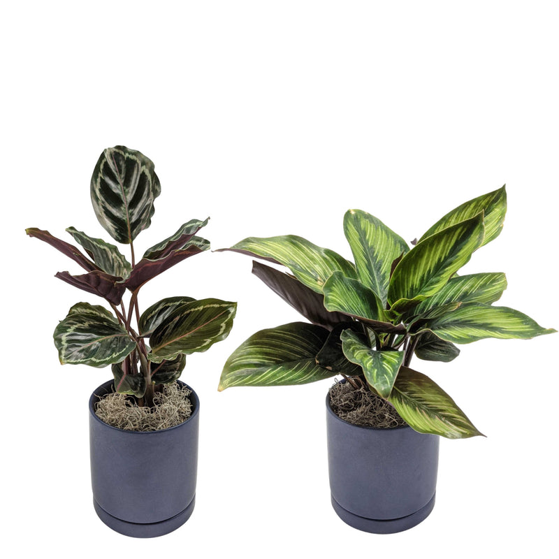 Striped & Spotted Houseplant Collection