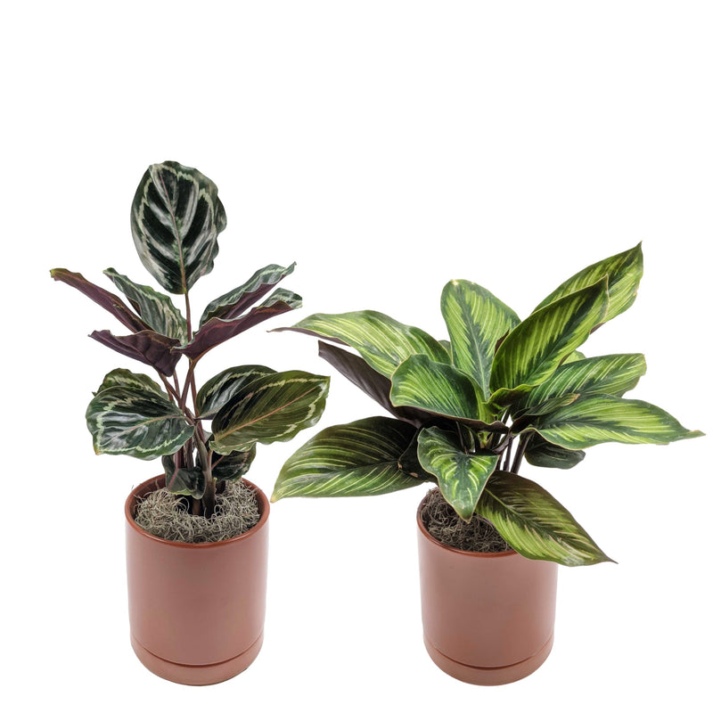 Striped & Spotted Houseplant Collection
