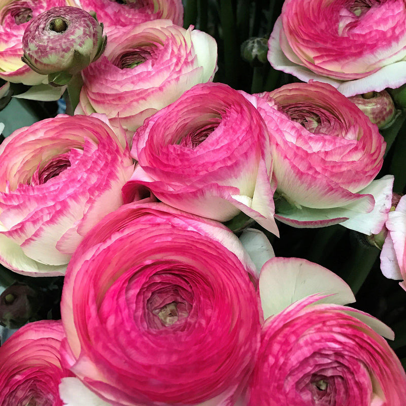 Pink and White Italian Ranunculus Blooms
