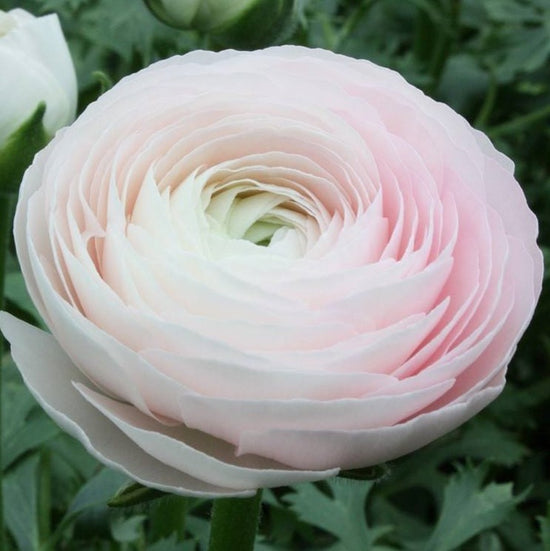 Italian Ranunculus Bulbs for Sale Online | Cloni Success Hanoi – Easy ...