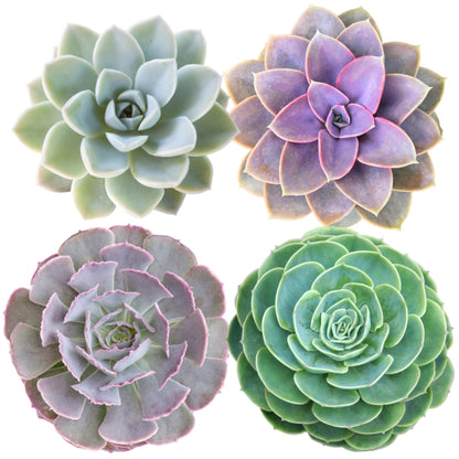 mixed succulent Succulents Mix Potted Plants from Easy to Grow – Easy To Grow Bulbs