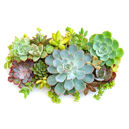 real succulents Succulents Mix Potted Plants from Easy to Grow – Easy To Grow Bulbs