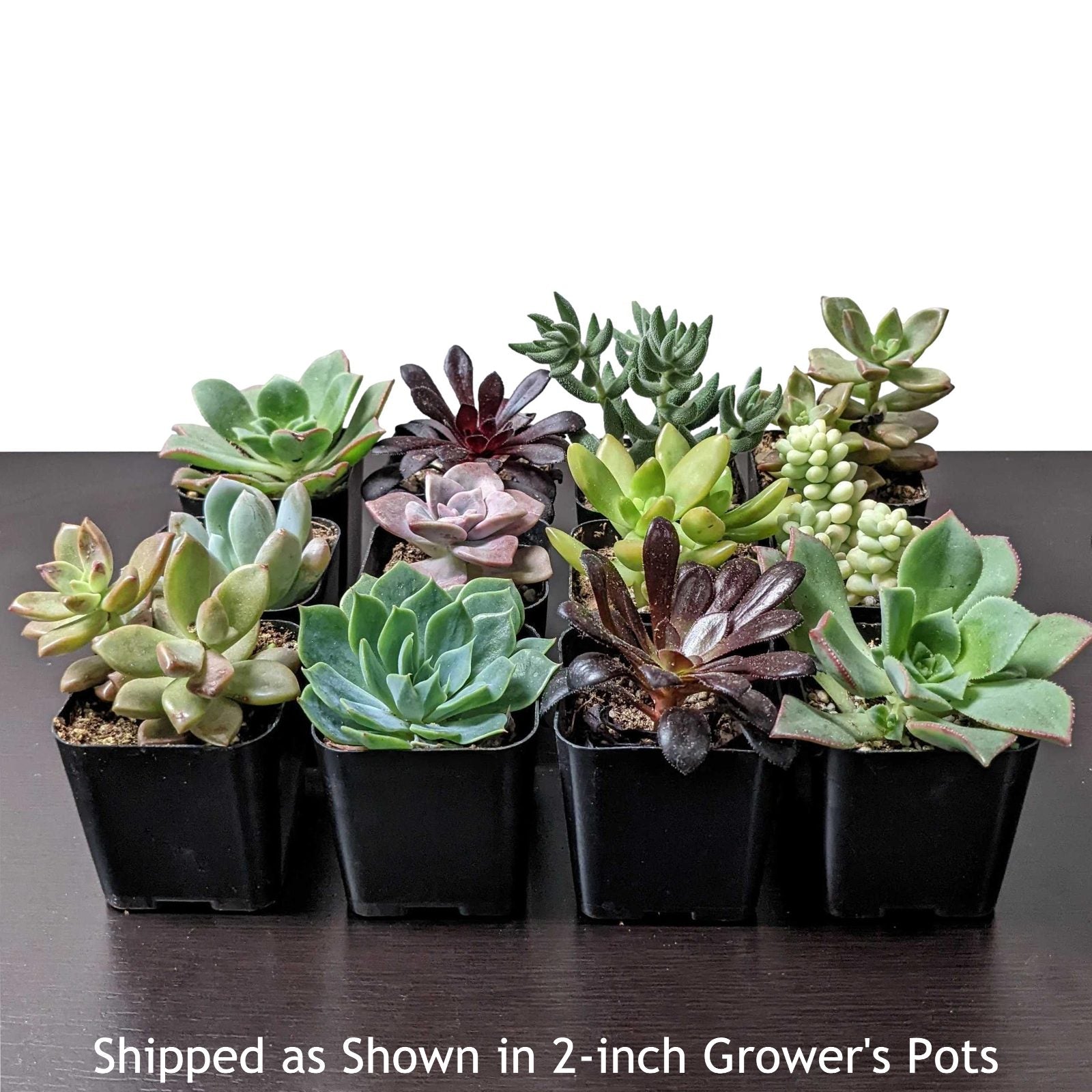 succulent starts for sale Succulents