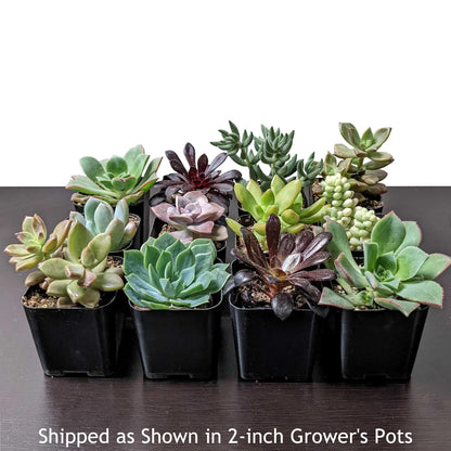 potted succulents for sale Succulents
