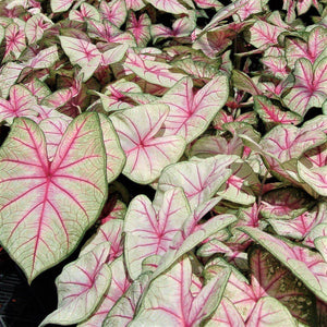 Caladium Summer Breeze sports large, fancy leaves in gleaming mint-tinged white with wide veinings of electric pink