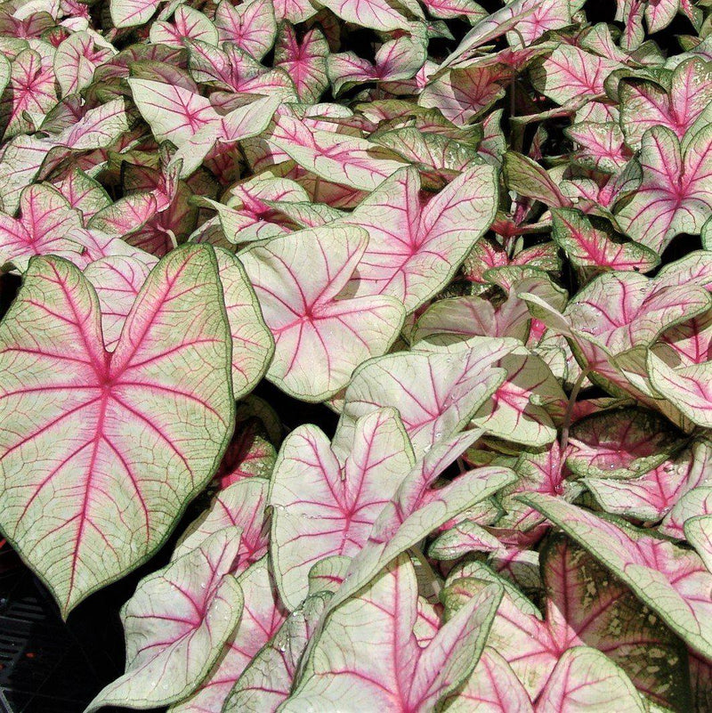 Caladium Summer Breeze sports large, fancy leaves in gleaming mint-tinged white with wide veinings of electric pink