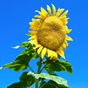 large yellow sunflower titan