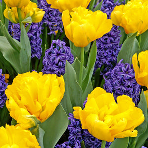 Yellow double tulips and blue hyacinths