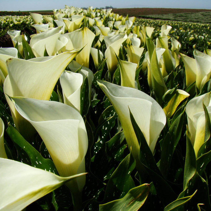 Field of white calla lily flowers