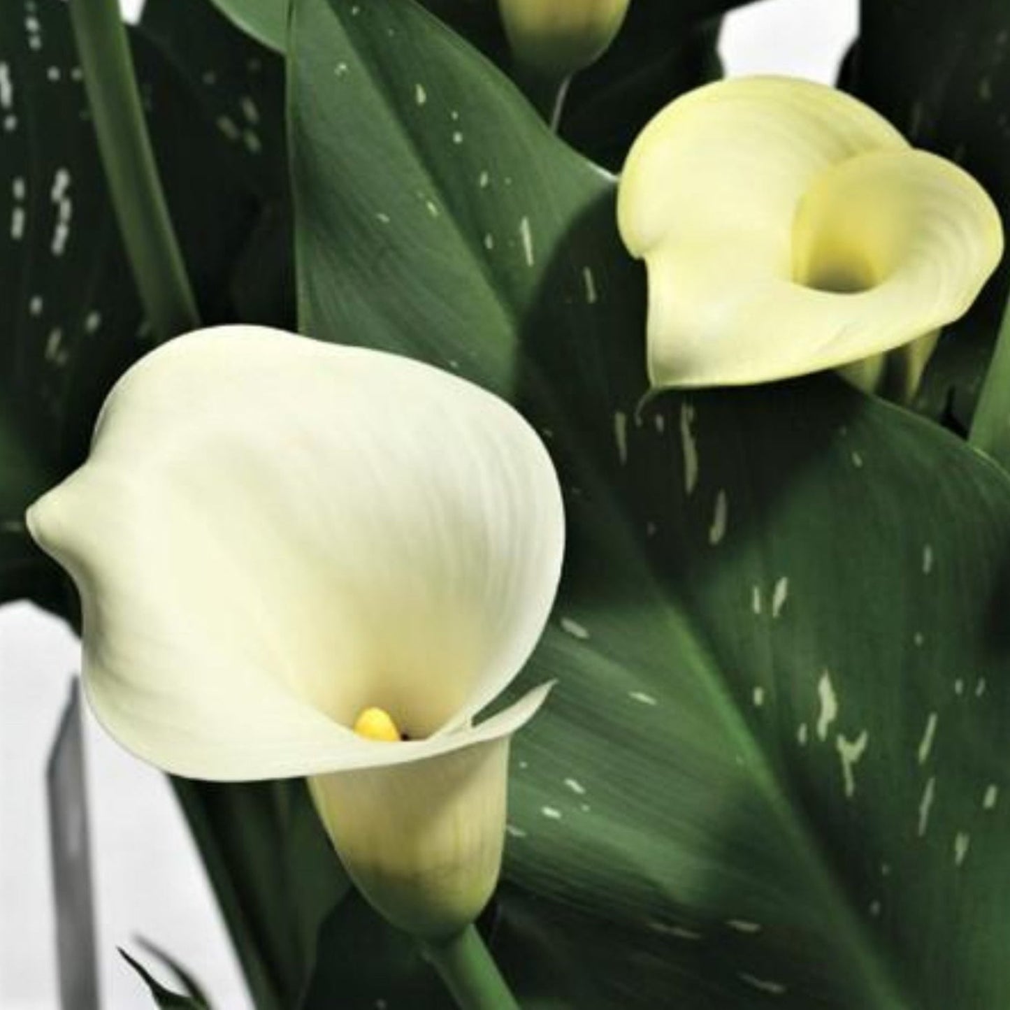 White calla flowers