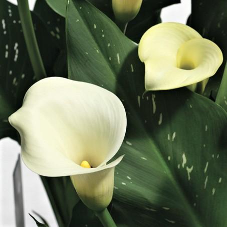 Calla speckled white flowers
