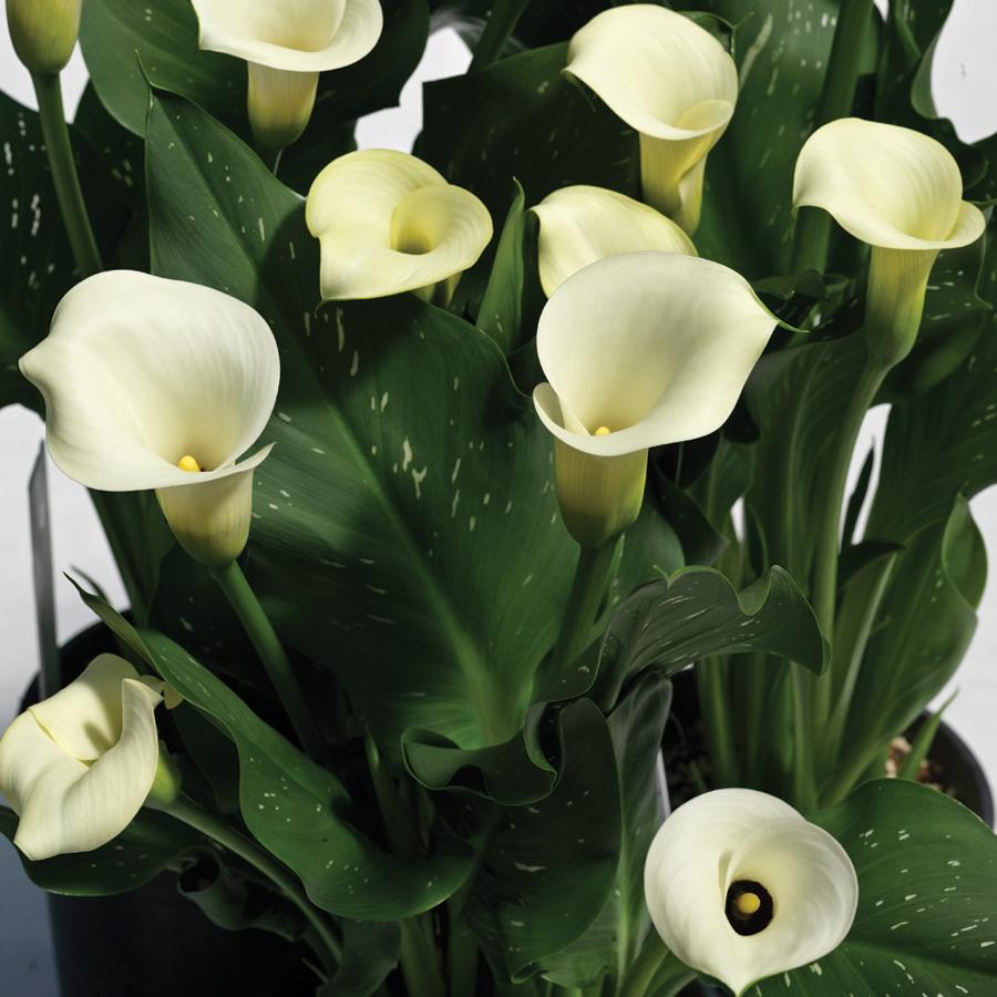 calla lily with white spots on leaves White Calla Lily Bulbs For Sale