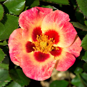 Sweet Spot Calypso Decorator Rose