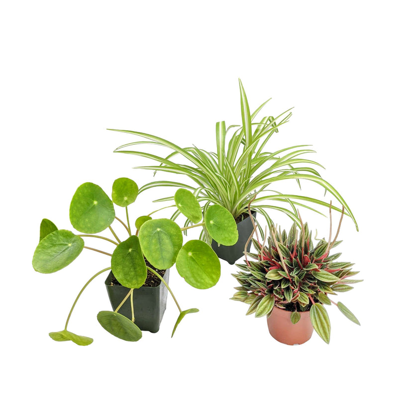 pilea chinese money plant, spider plant, and peperomia rosso in nurery pots